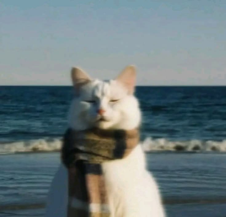 我的猫